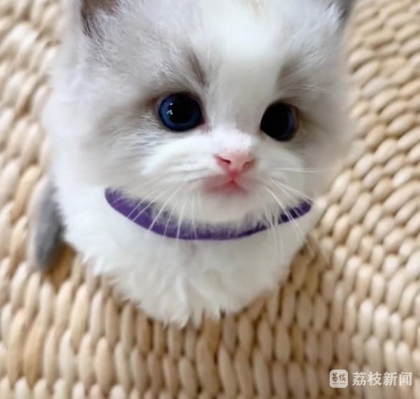 正好配资 网购宠物猫是否适用七天无理由退货？